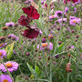 sweet_peas_and_asters.jpg