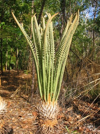Cycas amstrongii (Cycas amstrongii)