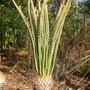 Cycas amstrongii