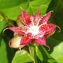 Dillenia_alata