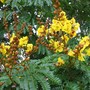 Peltophorum_pterocarpum