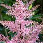 Copy_of_garden_434
