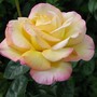 Rose_peace2