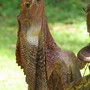 Frilled_lizard