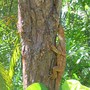 Frilled_lizard