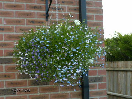 Hanging Basket