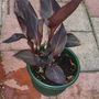 A garden flower photo