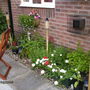 A garden flower photo