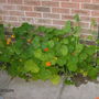 A garden flower photo