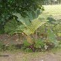 A garden flower photo