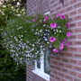 A garden flower photo