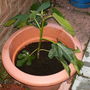 A garden flower photo