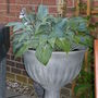 A garden flower photo