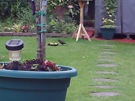 MRS BLACKBIRD