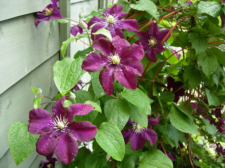 Clematis in the rain!!
