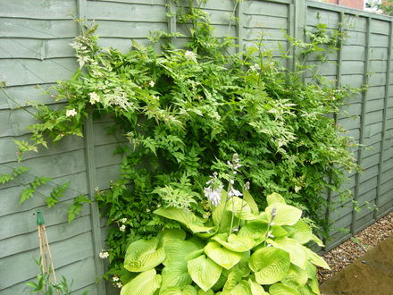 Golden Hosta and Jasmine Custard Cream on fence