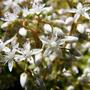 sedum