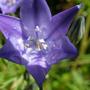 pool of water in Brodiaea