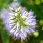 end of hebe flower 