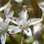 sedum flower