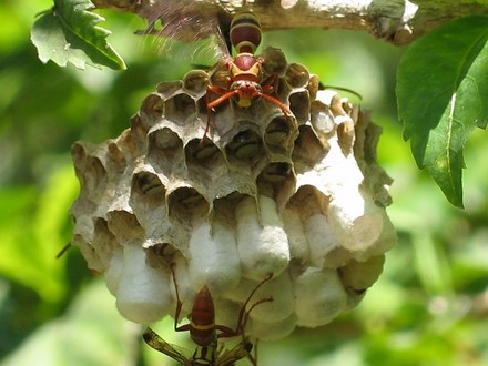 Paper wasp nest. (Polistes humilis)