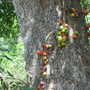 Ficus_racemosa
