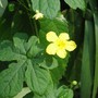 a weed