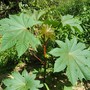 Ricinus communis ( Caster oil plant ) (Ricinus communis)