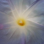 Ipomoea4