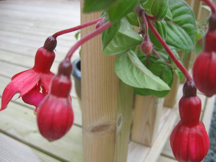 Sattalite Fuchsia