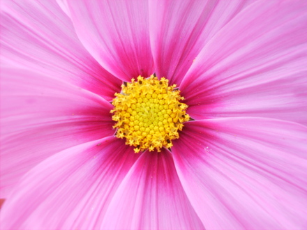 Cosmos (cosmos)