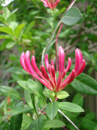 Honeysuckle (Lonicera heckrottii)