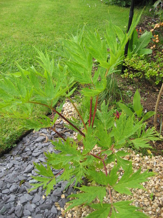 Tree Peaony