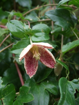 Clematis cirrhosa 'Freckles' - in July? (Clematis cirrhosa 'Freckles')