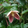 Clematis_cirrhosa__freckles__in_july