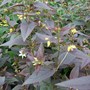 Lysimachia ciliata 'Firecracker' (Lysimachia ciliata)