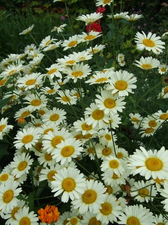 Anthemis 'Sauce Hollandaise' (Anthemis tinctoria (Golden marguerite))