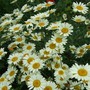 Anthemis__sauce_hollandaise_