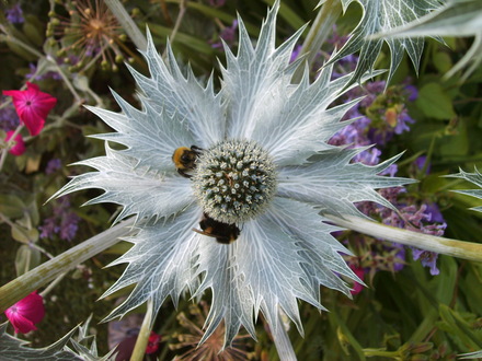Eryngium giganteum  (Eryngium giganteum (Miss Willmott's ghost))