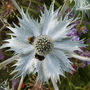 Eryngium_giganteum1