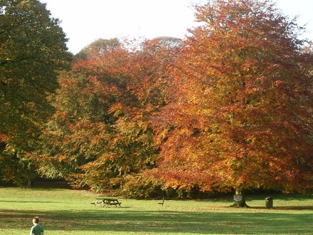 Another autumn photo!