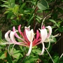 Goy__003a
