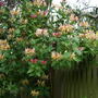 Honeysuckle on the fence. (Lonicera)