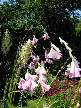 Dierama pulcherrimum