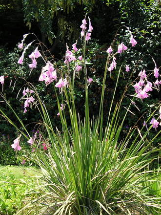 Dierama pulcherrimum