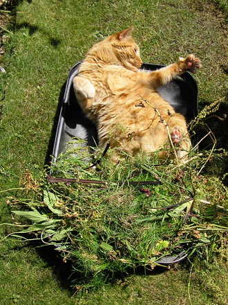 GEORGE THE 'TRUG ADDICT'