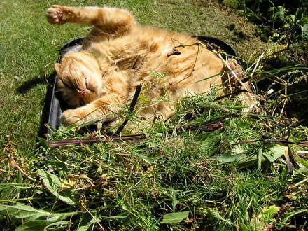 GEORGE THE TRUG ADDICT
