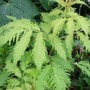 Sambucus racemosa  'Plumosa  Aurea' (Sambucus racemosa (Red-berried elder))