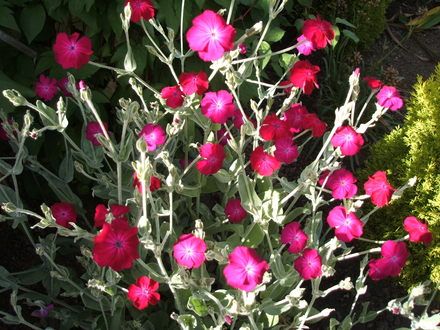 Pretty Pink Flowers