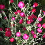 Pretty Pink Flowers